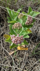 Asclepias speciosa × syriaca