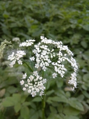 Aegopodium podagraria