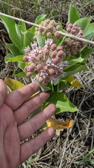Asclepias speciosa × syriaca