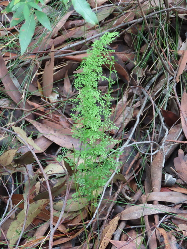 Lindsaea microphylla (Lindsaea microphylla)