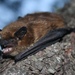 Big Brown Bat - Photo (c) Juan Cruzado Cortés, some rights reserved (CC BY-SA), uploaded by Juan Cruzado Cortés