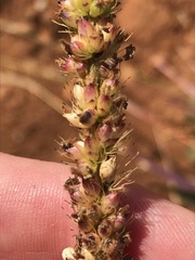 Setaria nigrirostris