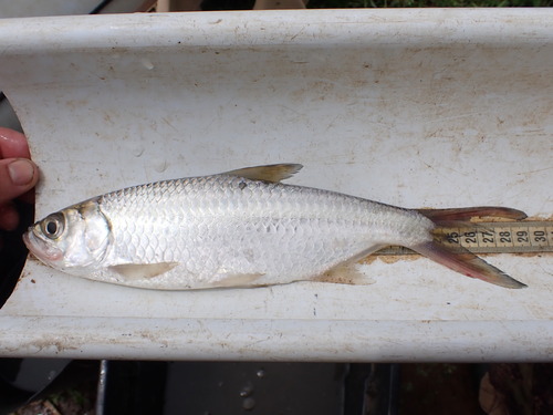 Bastard mullet (Megalops cyprinoides) — Megalopidae — 2