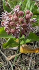 Asclepias speciosa × syriaca