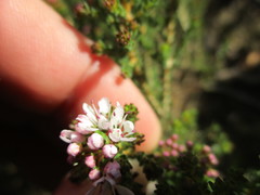 Agathosma latipetala