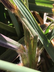 Setaria nigrirostris