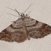 Manchester Treble-bar Moth - Photo (c) claudette-cormier, some rights reserved (CC BY-NC), uploaded by claudette-cormier