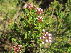 Agathosma latipetala