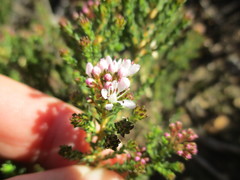 Agathosma latipetala