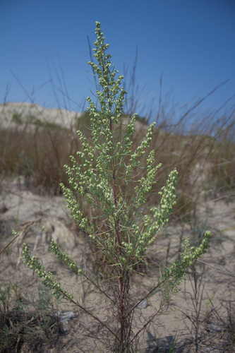 Dirvoninis kietis nuotrauka
