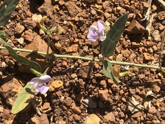 Sphenostylis angustifolia