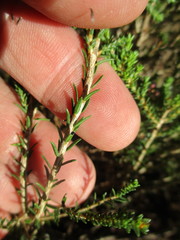 Agathosma latipetala