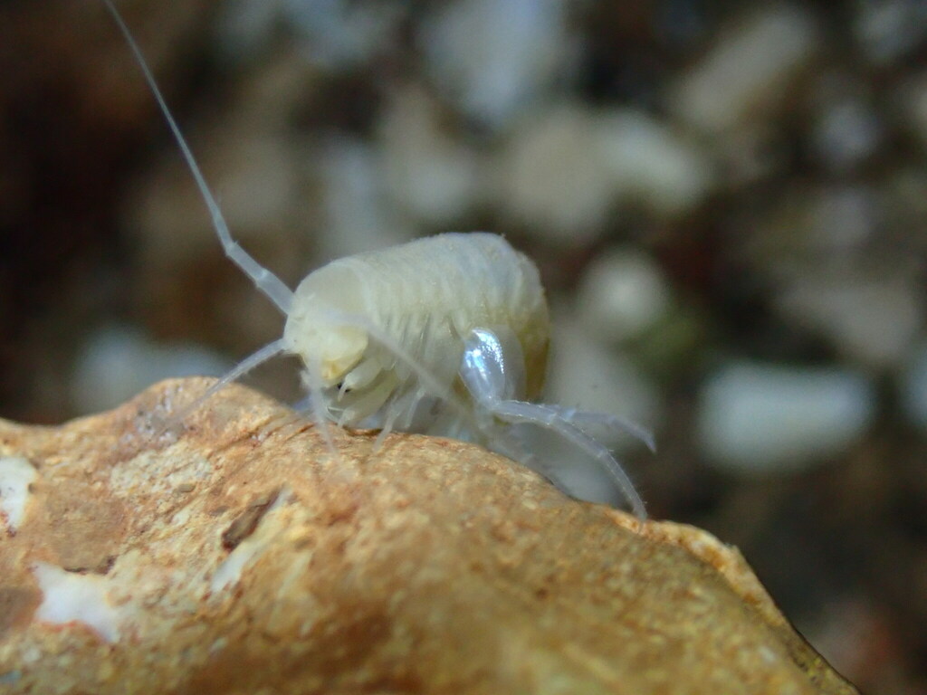 Niphargus kuscheri
