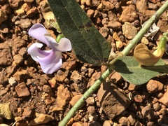 Sphenostylis angustifolia