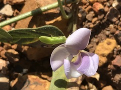 Sphenostylis angustifolia