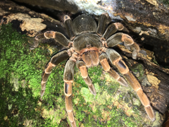 Megaphobema mesomelas