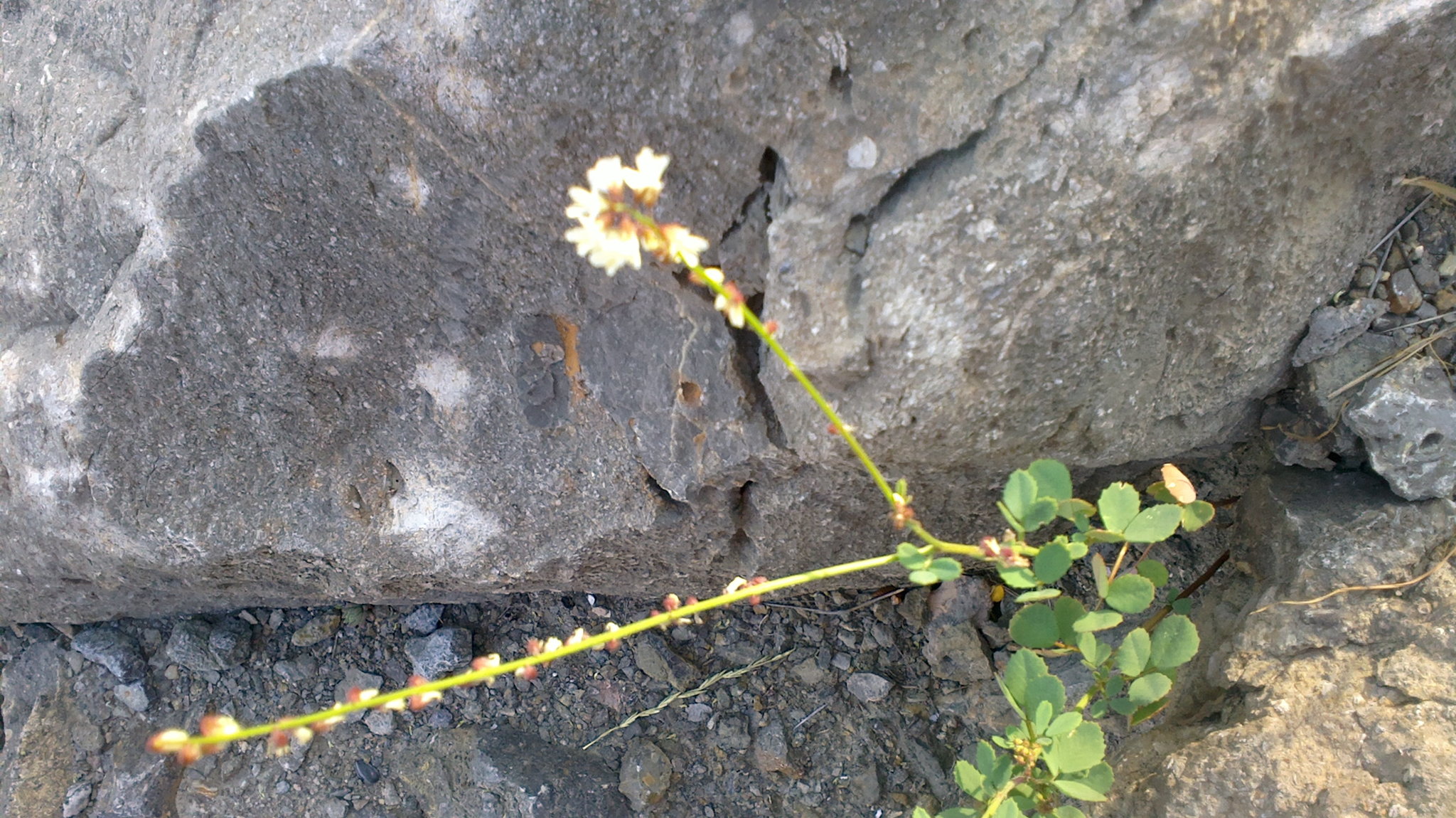 Melilotus tauricus