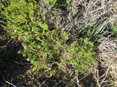 Agathosma latipetala