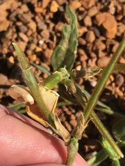 Sphenostylis angustifolia