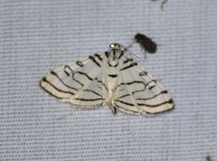 Conchylodes concinnalis