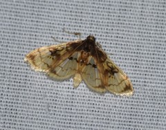 Compacta hirtalis
