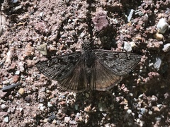 Erynnis telemachus