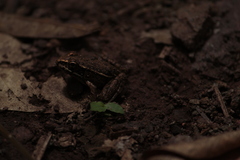 Lithobates pustulosus