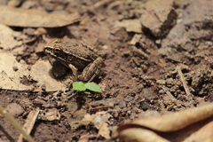 Lithobates pustulosus