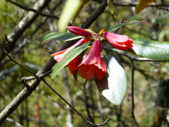 Rhododendron cinnabarinum