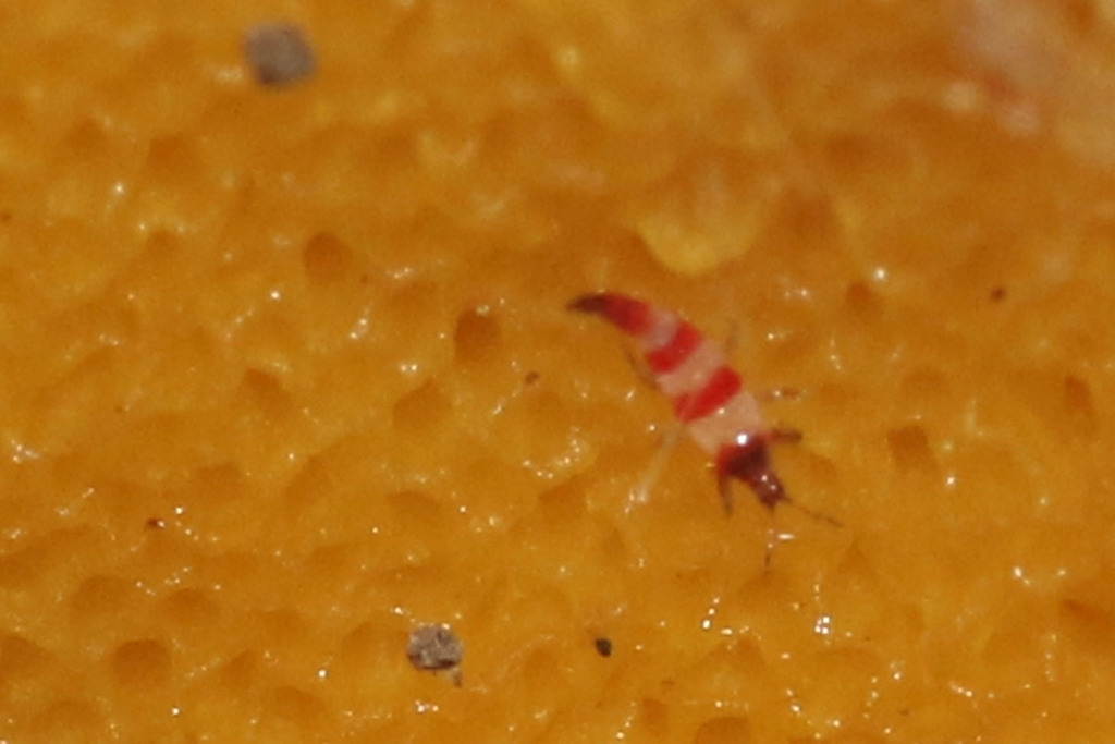 Thrips from Mitte, Leipzig, Deutschland on June 6, 2019 at 0842 PM by