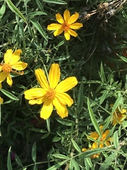 Tagetes lemmonii