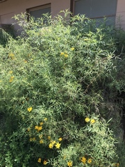 Tagetes lemmonii