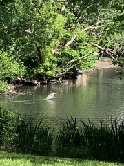 Ardea herodias