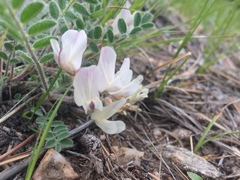 Astragalus parryi