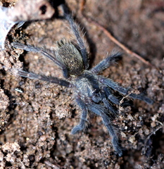 Harpactirella lightfooti
