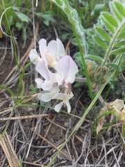 Astragalus parryi