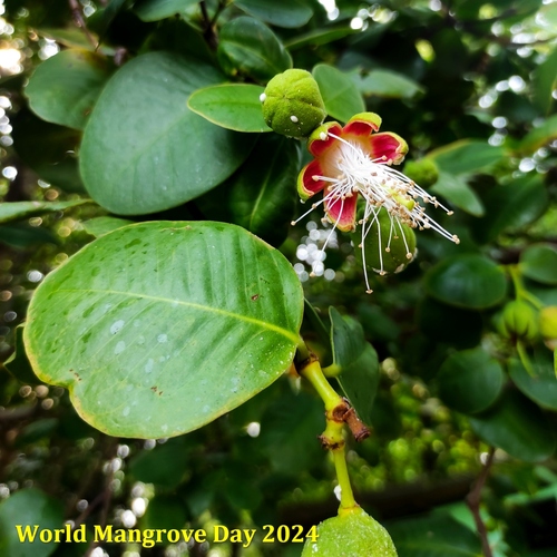 Sonneratia ovata, photograph 2