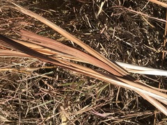 Gladiolus crassifolius
