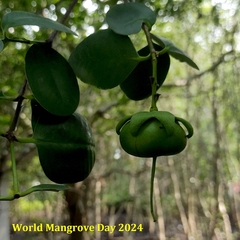 Sonneratia ovata, photograph (c) Abu Hamas, some rights reserved (CC BY-SA)