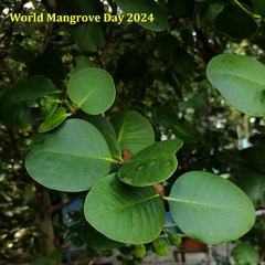 Sonneratia ovata, photograph (c) Abu Hamas, some rights reserved (CC BY-SA)