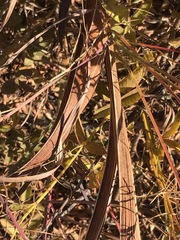Gladiolus crassifolius