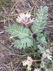 Astragalus parryi