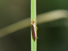 Phera lacerta