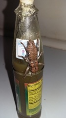 Spalacomimus talpa