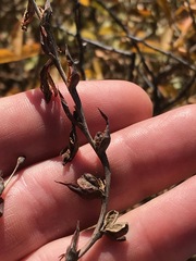Gladiolus crassifolius