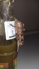 Spalacomimus talpa