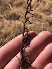 Gladiolus crassifolius
