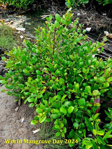 Sonneratia ovata