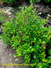 Sonneratia ovata