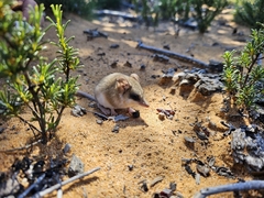Sandhill Dunnart photo 2